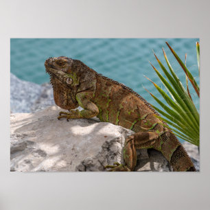 Poster Iguana sur pierre