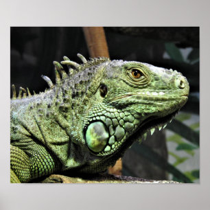 Poster Iguana verte