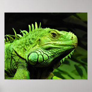 Poster Iguana verte