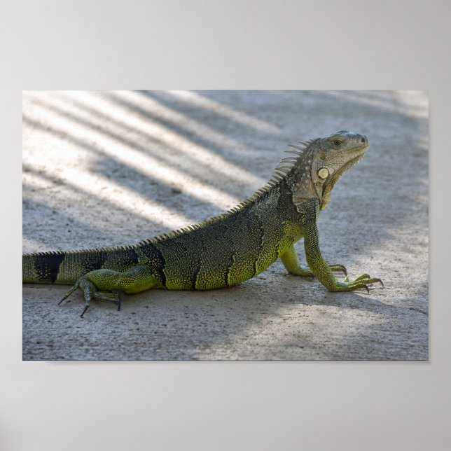 Poster Iguana verte à l'ombre d'un palmier (Devant)