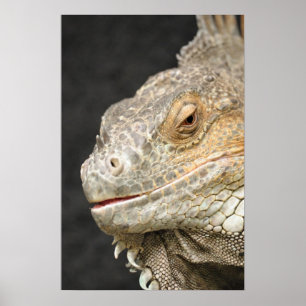 Poster iguane