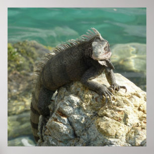 Poster Iguane sur les rochers à St. Thomas