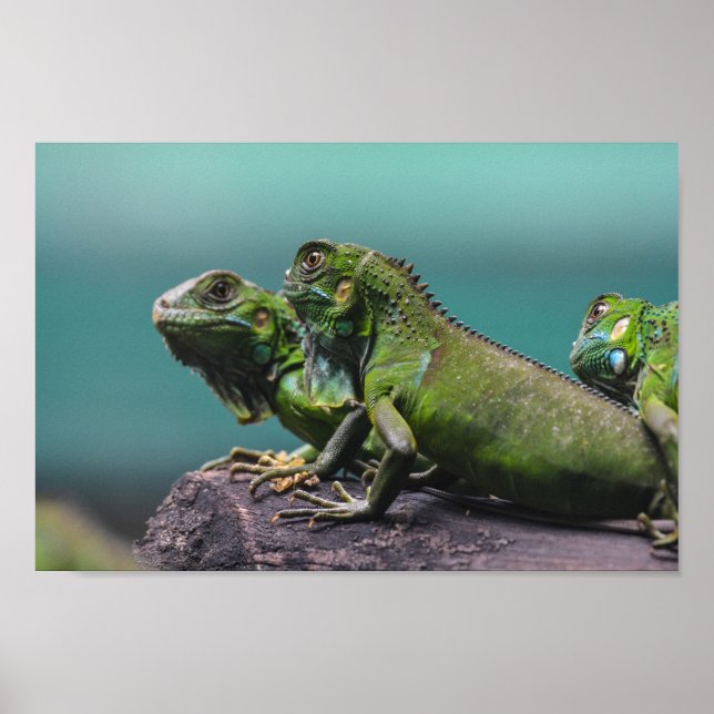 Poster Iguanes vertes (Devant)