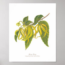 Ilang-Ilang (Cananga odorata)