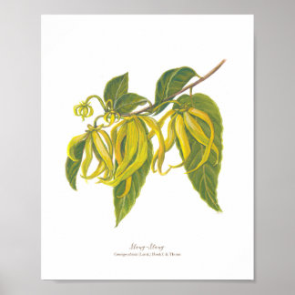Poster Ilang-Ilang (Cananga odorata)