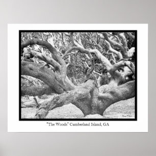 Poster "Île de Cumberland en bois", GA