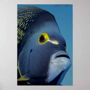 Poster Îles Caïmans, Poisson-ange français Pomacanthus