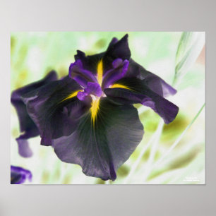 Poster Illuminated Japanese Iris Floral Print