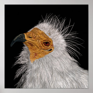 Poster Illustrated Egyptian Vulture