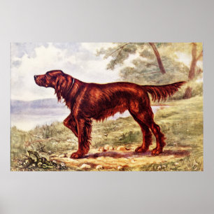 Poster Illustration 1900 de poseur irlandais de chien