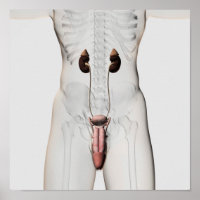 Illustration 3D Du Système Reproductif Homme 3