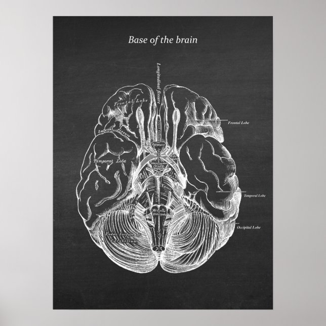 Poster Illustration anatomique du cerveau Imprimer no 3 (Devant)