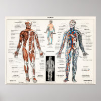 Illustration anatomique vintage