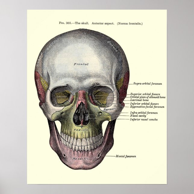 Poster Illustration anatomique vintage (Devant)