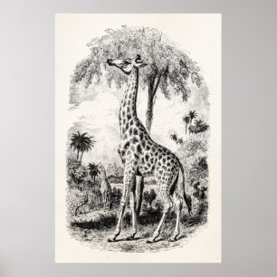 Poster Illustration animale personnalisée par girafe