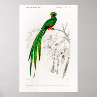 Poster Illustration animale vintage d'un quetzal de Pavon