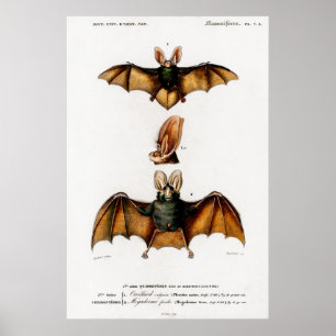 Poster Illustration animale vintage d'une Plecotus