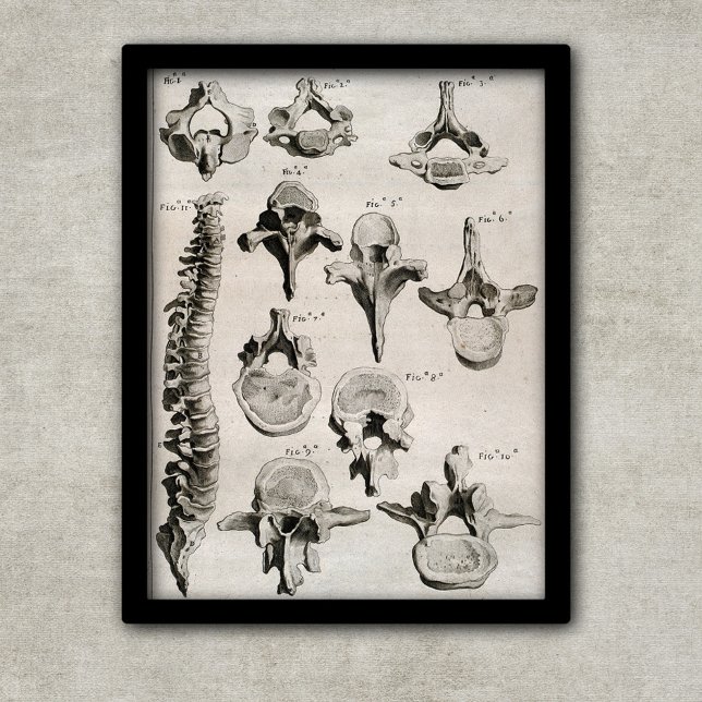 Poster Illustration antique de la colonne vertébrale, épi (Créateur téléchargé)