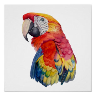 Poster Illustration aquarelle de perroquet coloré