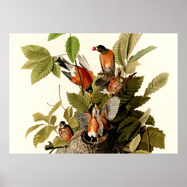 Poster Illustration Audubon American Robin Wildlife Bird (Devant)