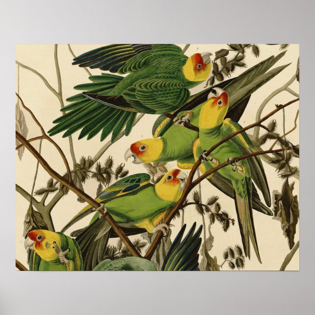 Poster Illustration Audubon Carolina Parrot Bird (Devant)