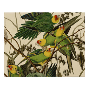 Poster Illustration Audubon Carolina Parrot Bird