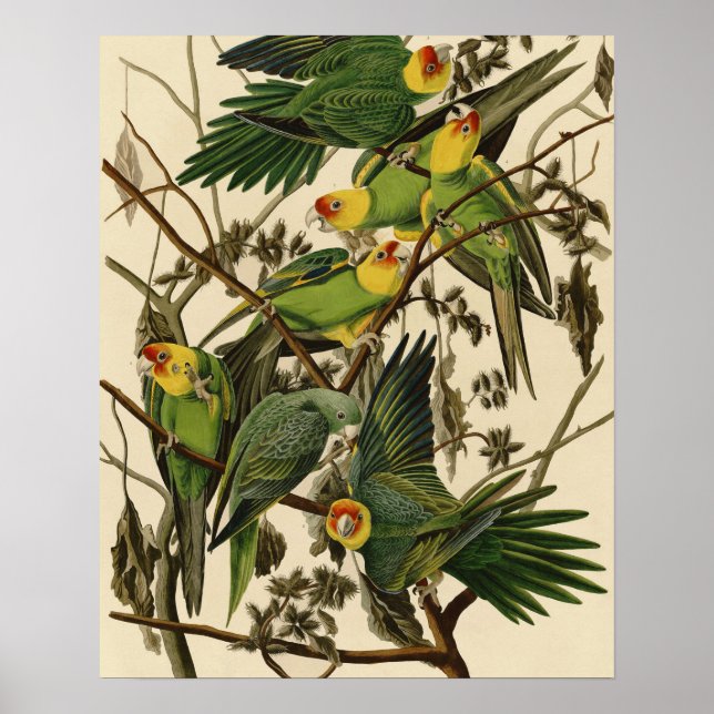 Poster Illustration Audubon Carolina Parrot Bird (Devant)