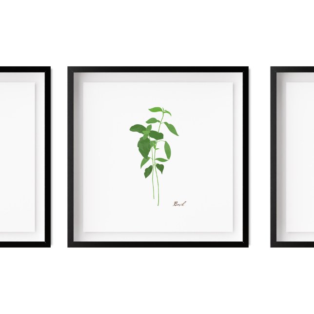 Poster Illustration Basil Stem | Herbes Cuisine Mur Art (Créateur téléchargé)