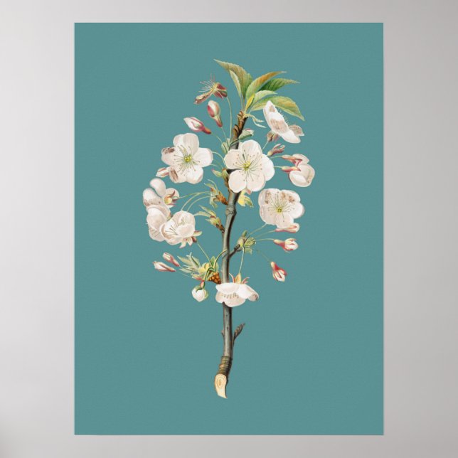Poster Illustration botanique (Devant)