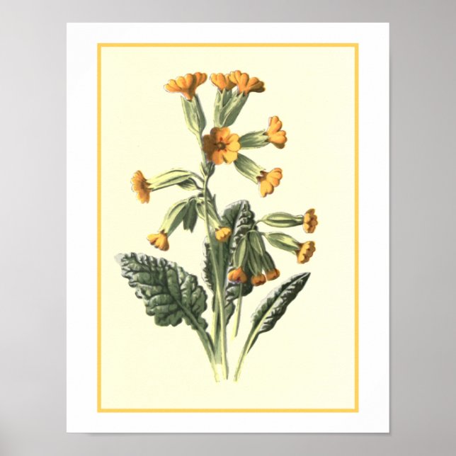 Poster Illustration botanique "Cowslip" (Devant)