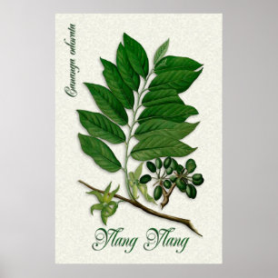 Poster Illustration botanique d'aromathérapie de Ylang