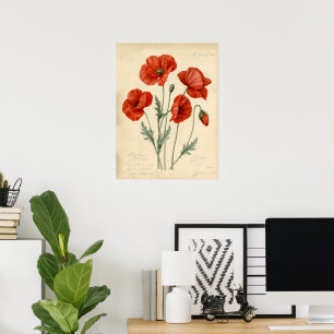 Poster Illustration botanique d'art de pavot rouge vintag