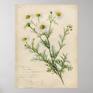 Poster Illustration botanique de camomille vintage