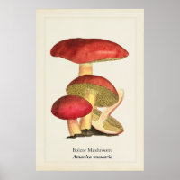 Illustration botanique de champignon à capuchon ro