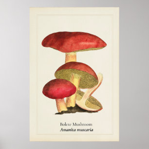 Poster Illustration botanique de champignon à capuchon ro
