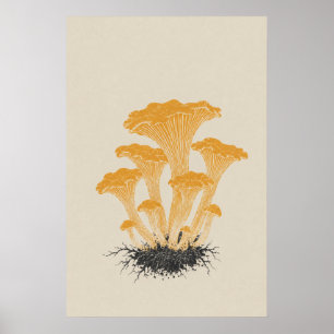Poster Illustration botanique de champignon chanterelle j