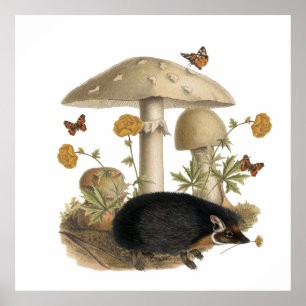 Poster Illustration botanique de champignons au hérisson 