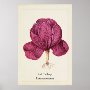 Poster Illustration botanique de chou rouge antique sur m
