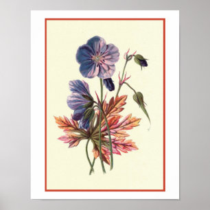 Poster Illustration botanique de "Cranesbill de prairie"