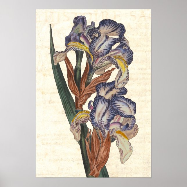 Poster Illustration botanique de Curtis Iris du XIXe sièc (Devant)