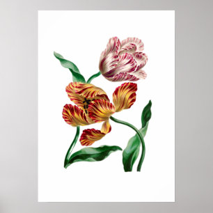 Poster Illustration botanique de la tulipe vintage