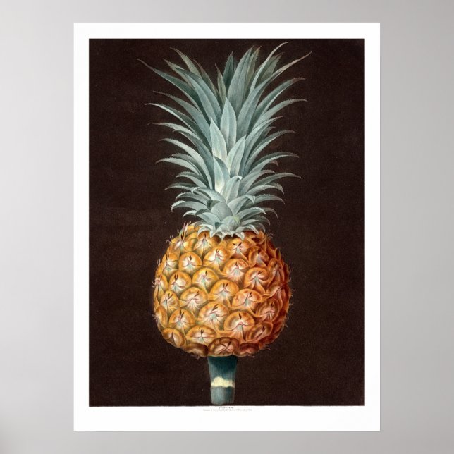 Poster Illustration botanique de l'ananas 1807 (Devant)