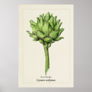 Poster Illustration botanique de l'artichaut antique | Cu