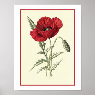 Poster Illustration botanique "de pavot commun"