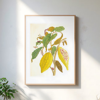 Poster Illustration botanique de plante de cacao vintage