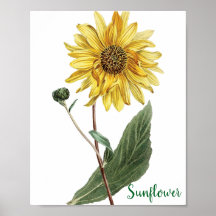 Illustration botanique de tournesol floral
