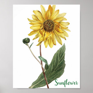 Poster Illustration botanique de tournesol floral