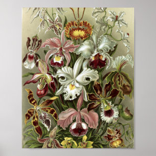 Poster Illustration botanique d'orchidées vintage