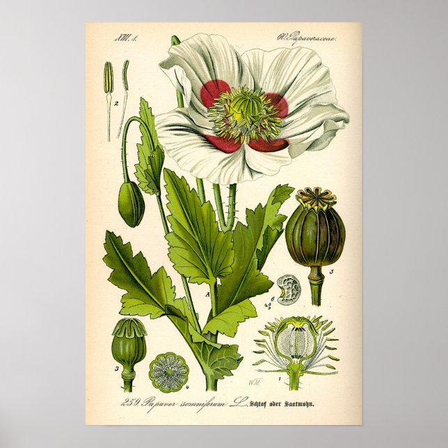 Poster Illustration botanique du pavot (Devant)
