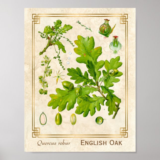 Poster Illustration botanique Feuille de chêne d'art vint (Devant)